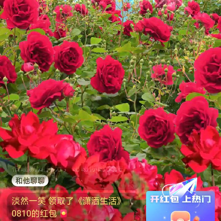 好事连连3691