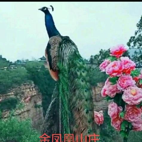 🌹金凤凰🐦🦋山压🌹🦋