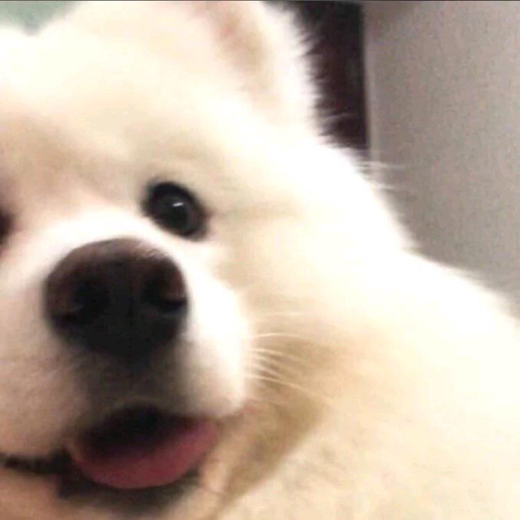 不言的马尔科.