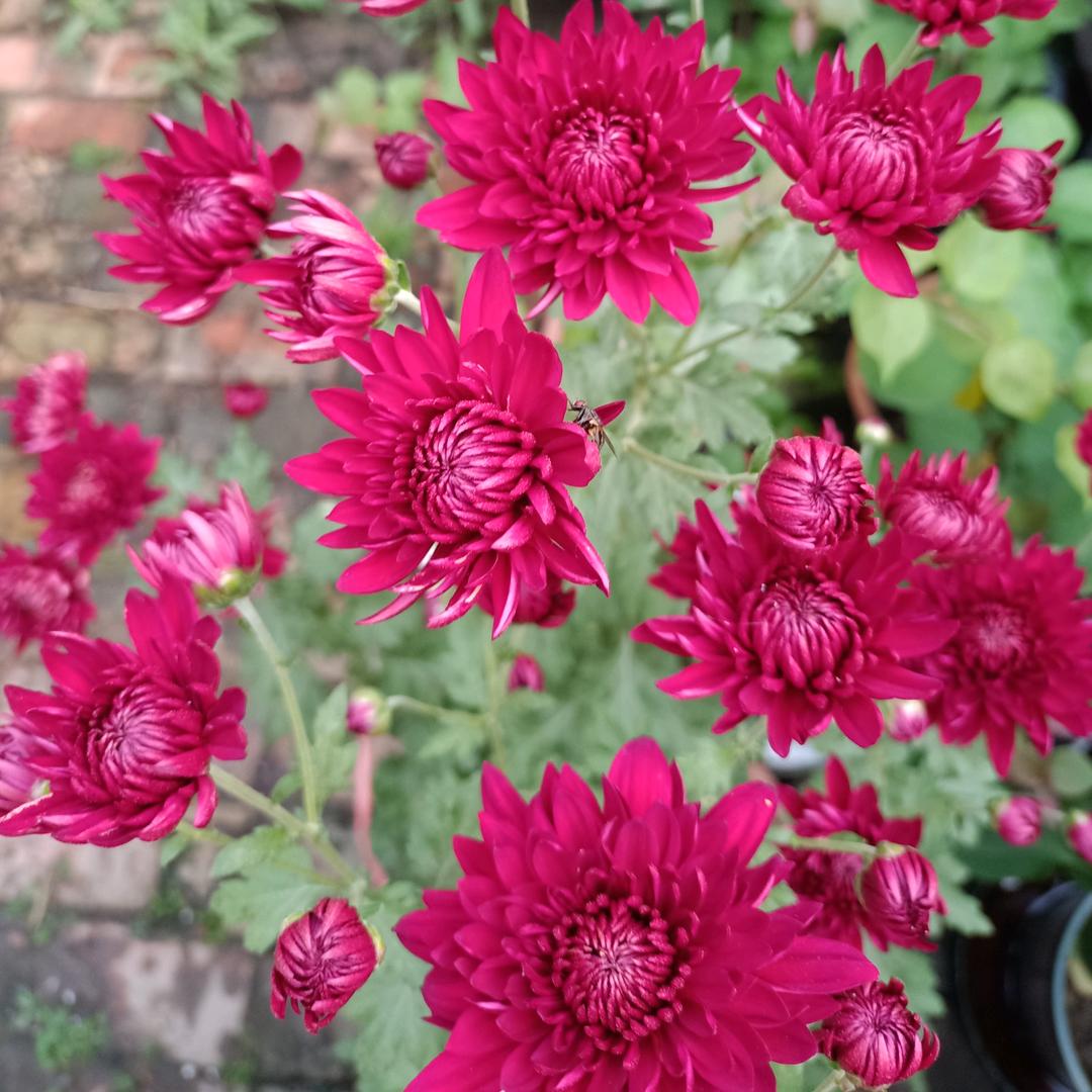 爱萨舞3396855066748