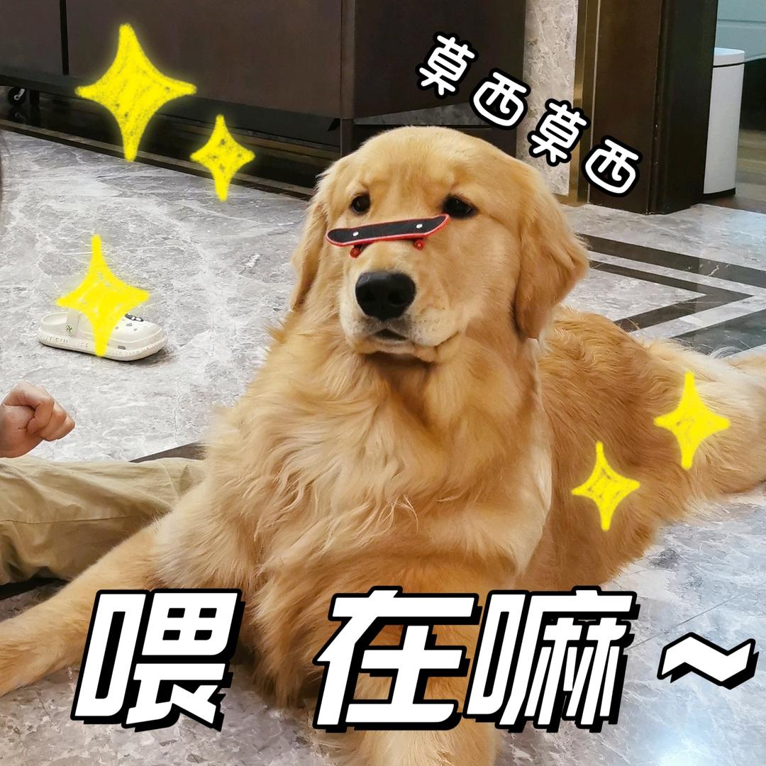 金毛赛赛