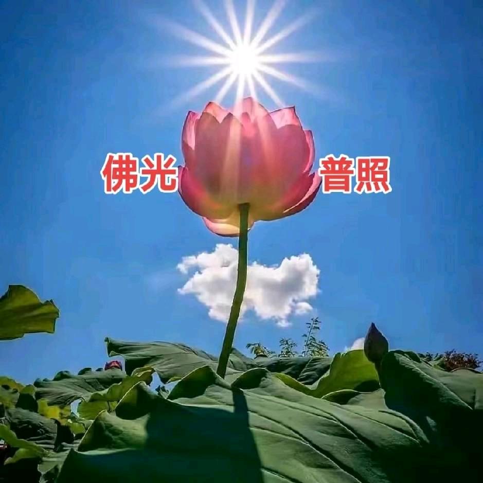 🪷多🪷多🪷宝🪷断🪷舍🪷离🪷