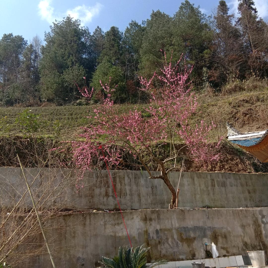 红玖瑰