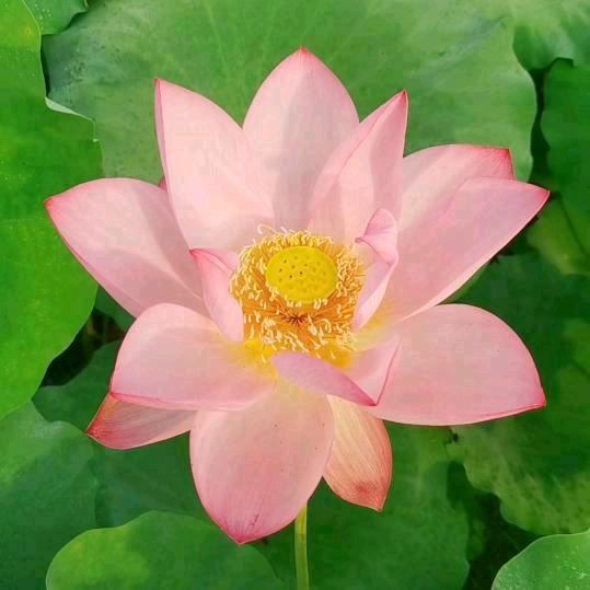 可盐🌸可甜