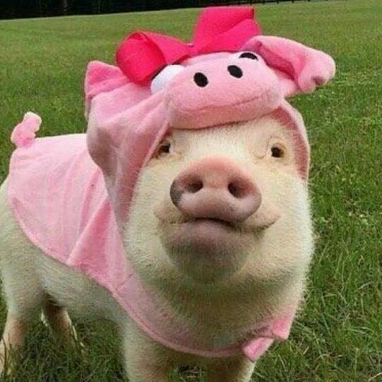爆笑嘎嘎🐷