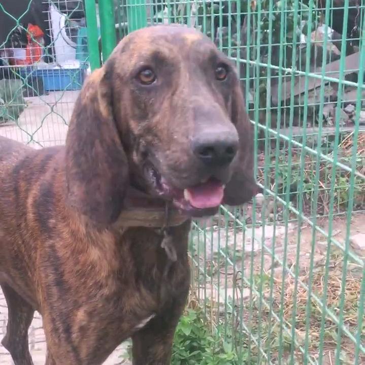 毛哥蓝斑普罗特猎犬