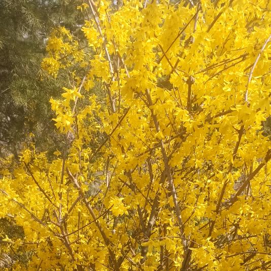 春梦（好物在橱窗）