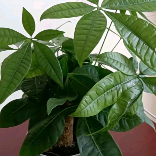 黄金🌹🌹🌹🌷🌷🌷