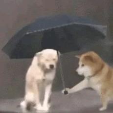 半月橘头像