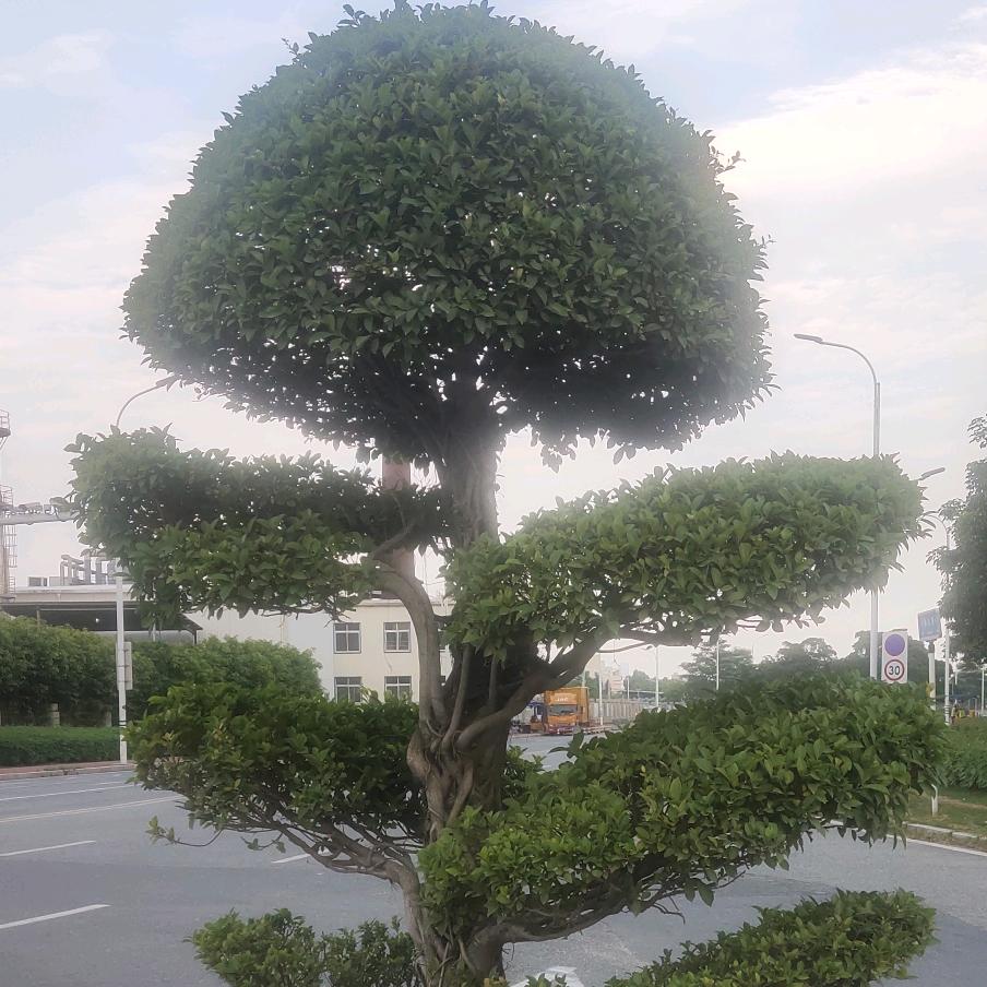 野生蜂蜜