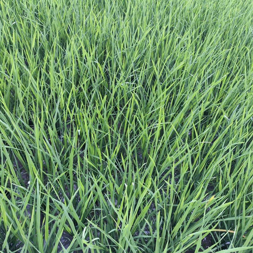 无言的结局