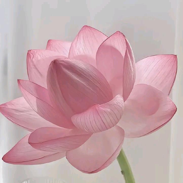 幸福一家