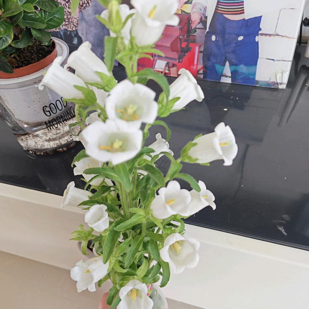 🍀幸运糖豆🍀