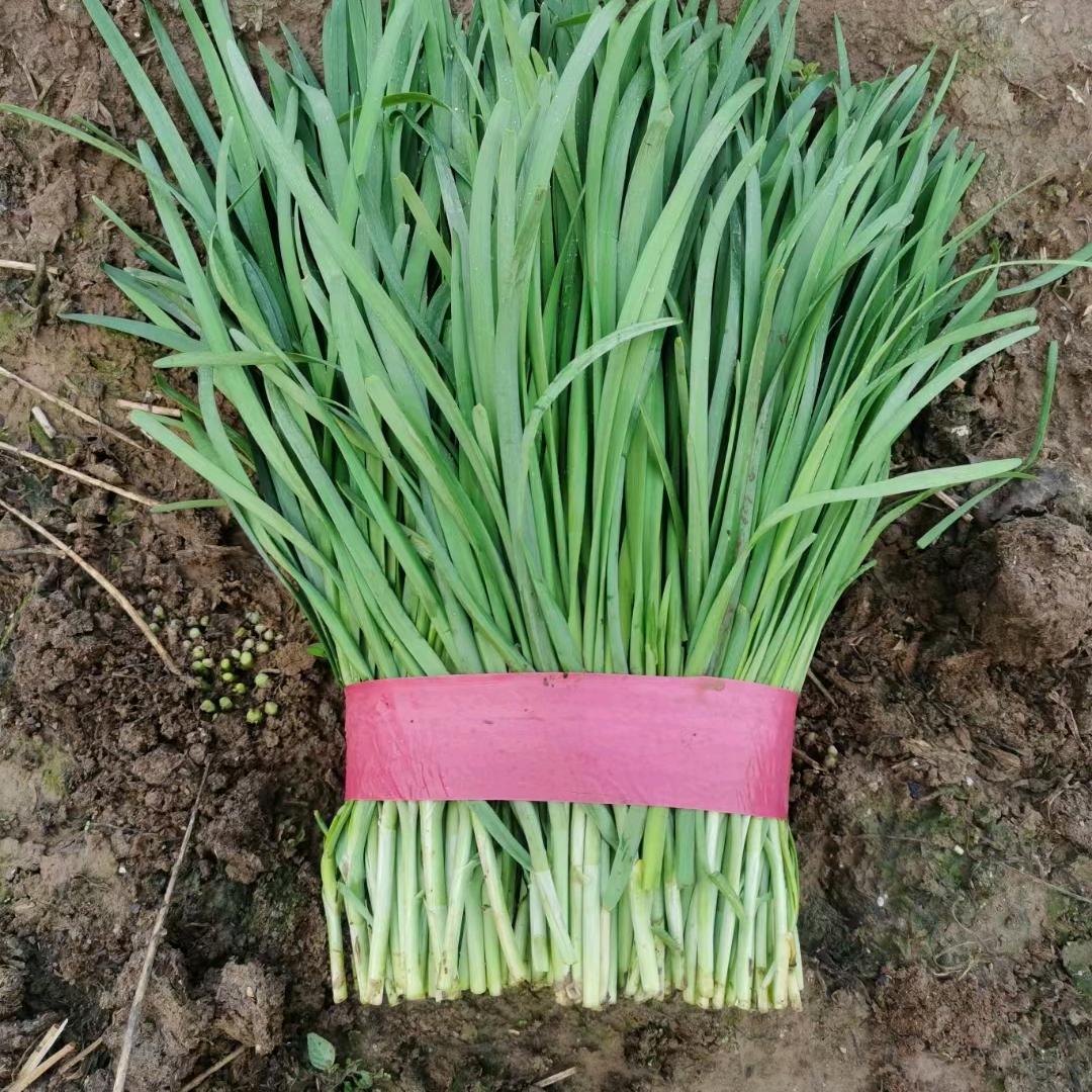 河南柘城韭菜芹菜