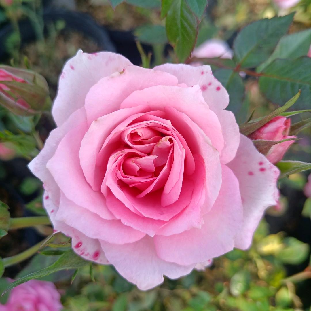 和泉月季花基地