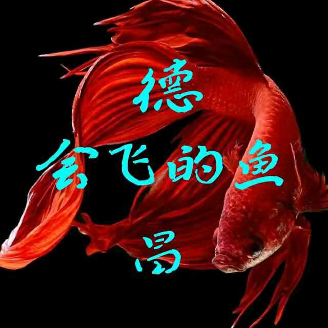 会飞的鱼