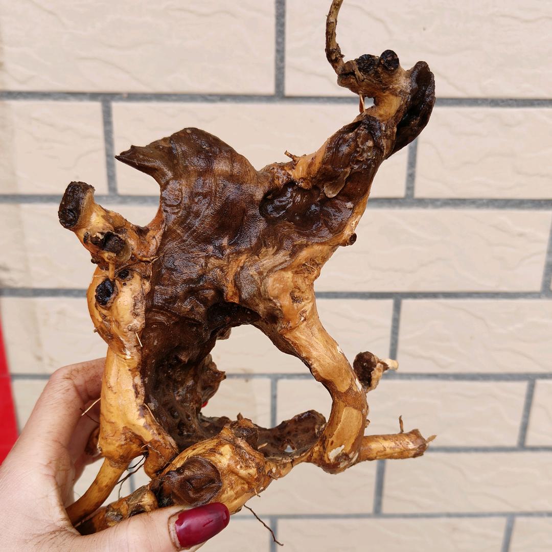 山妹子盆景(黄荆、黄栌)