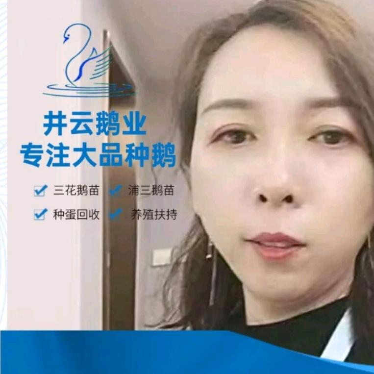 汤井云鹅苗孵化场，教你养鹅