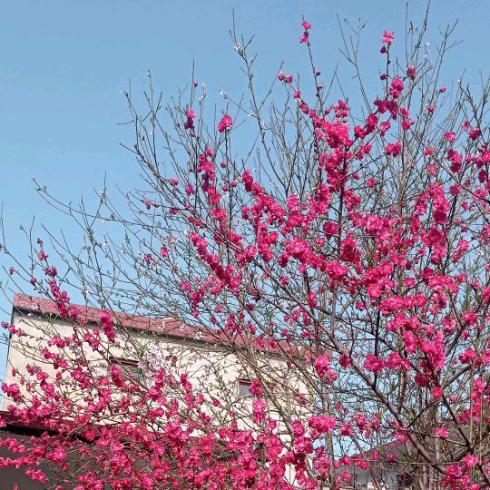 xiao太阳