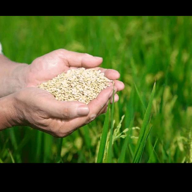 五谷杂粮(进口)