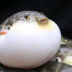 皮痒痒