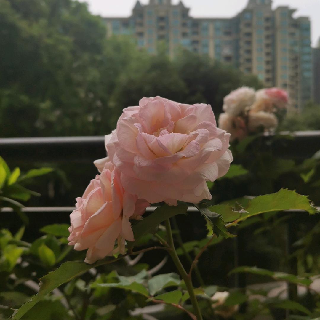 开心杨
