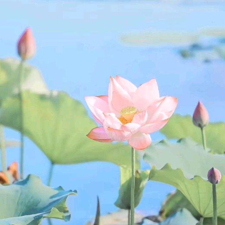 荷花