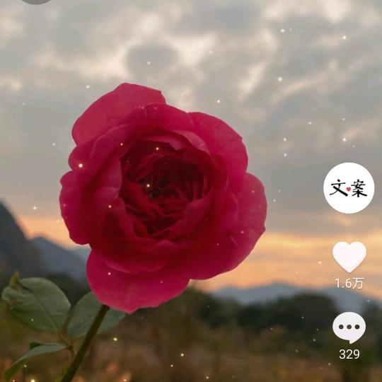 想你的夜99552