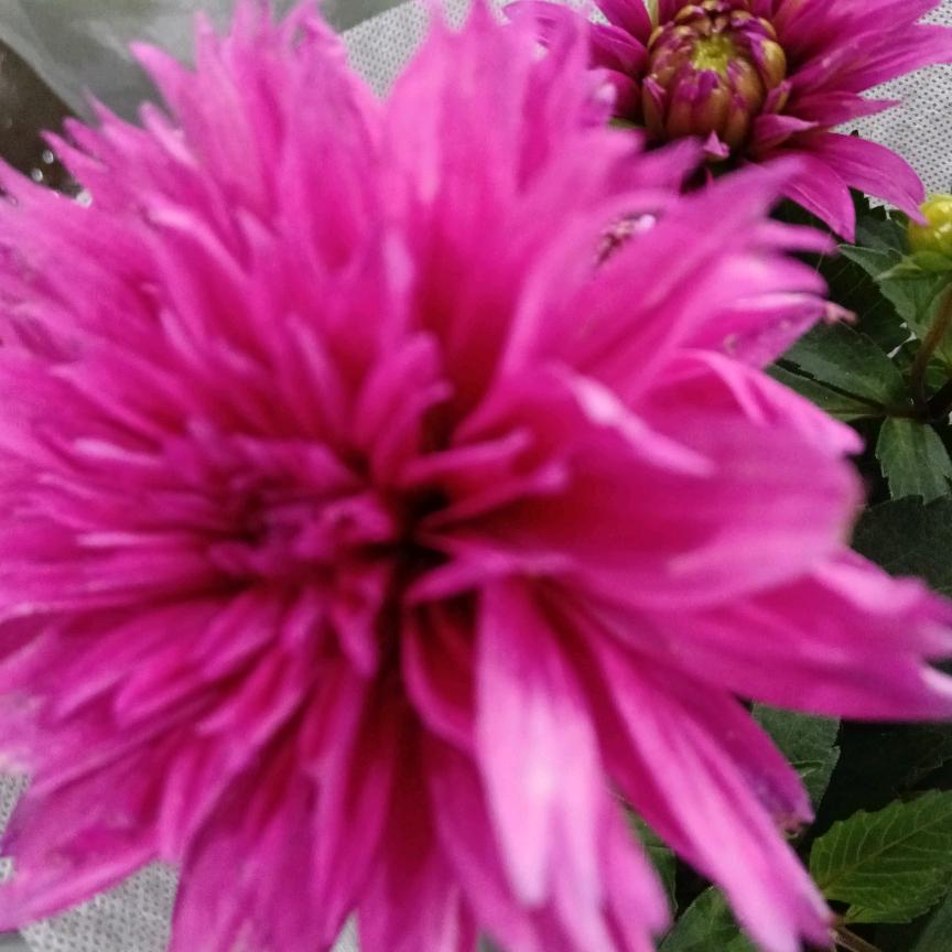 一朵🌸