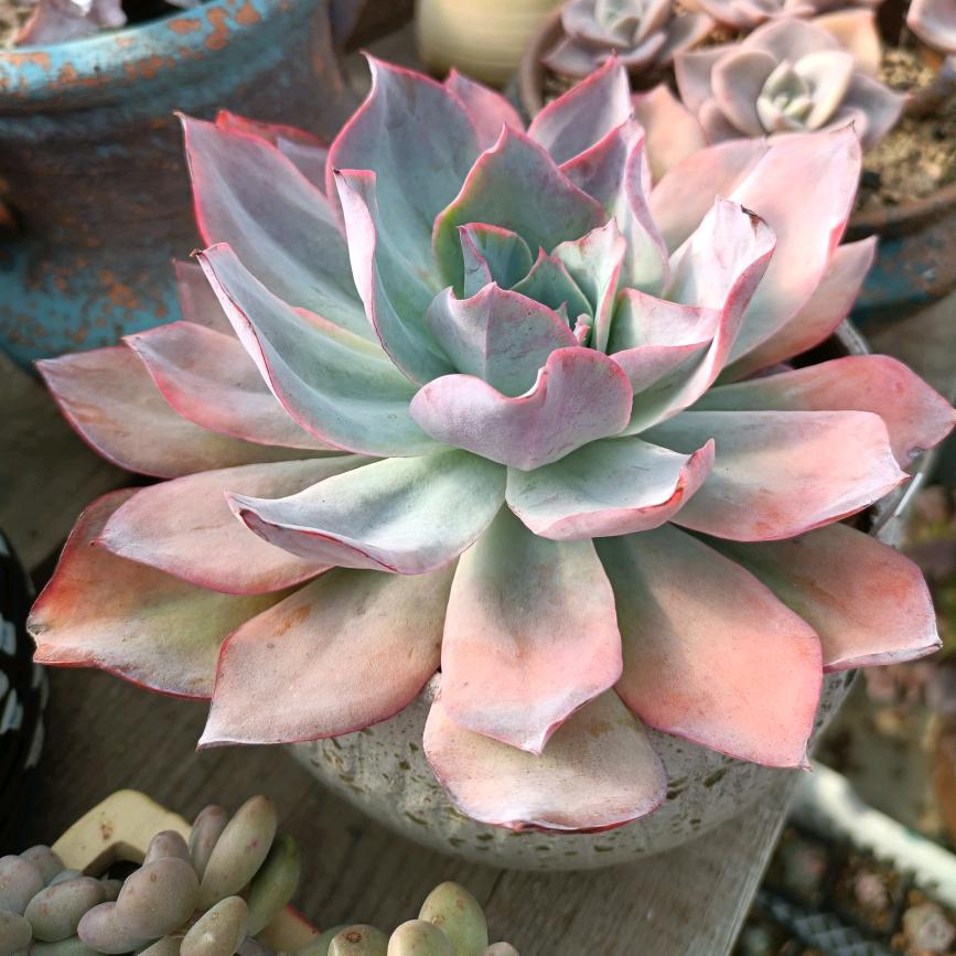 繁花似锦