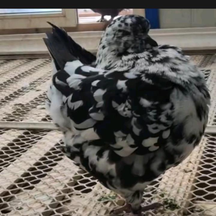 重生之我在中国当牛马