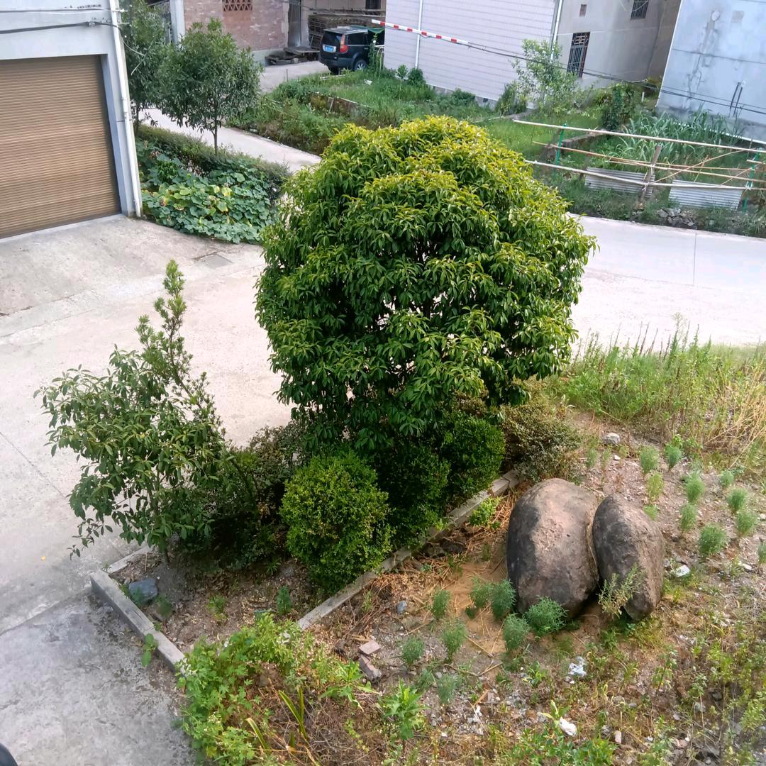 周
