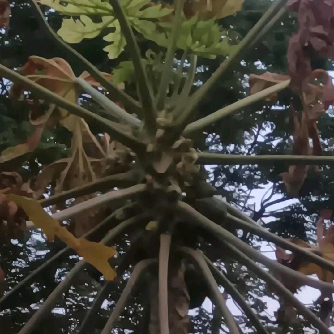 百合味的青柠