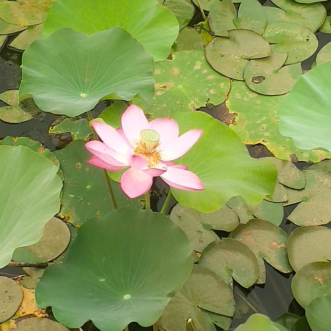 @水晶霞🍉🍉