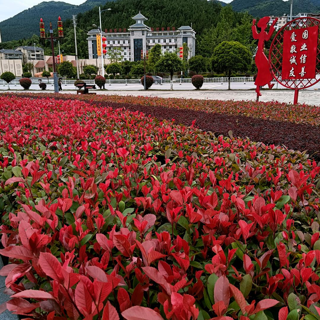 田米米
