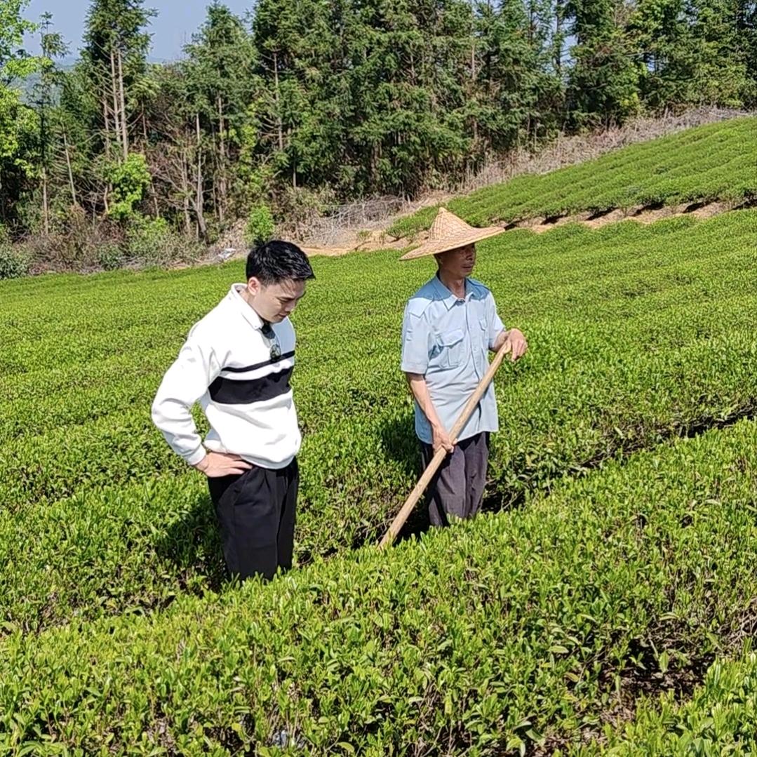 悍山茶叶实力源头茶厂