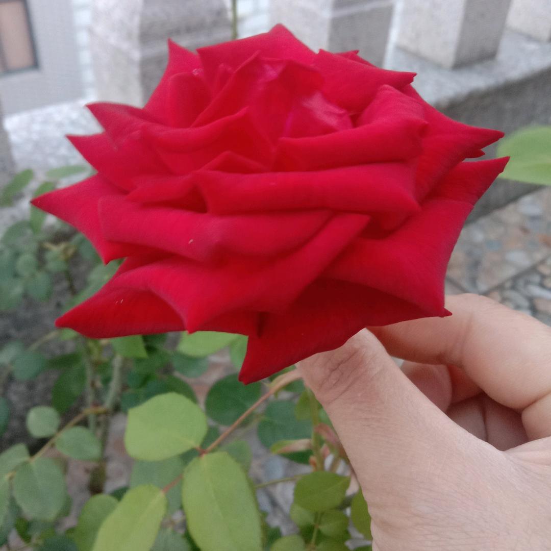 梦如初醒！