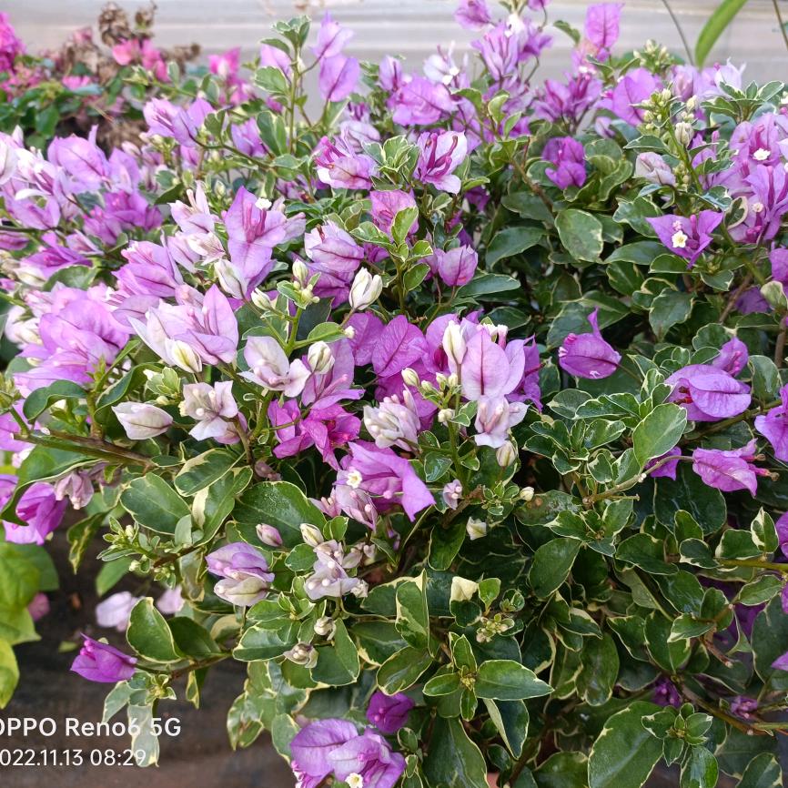 花篮子三角梅种植基地