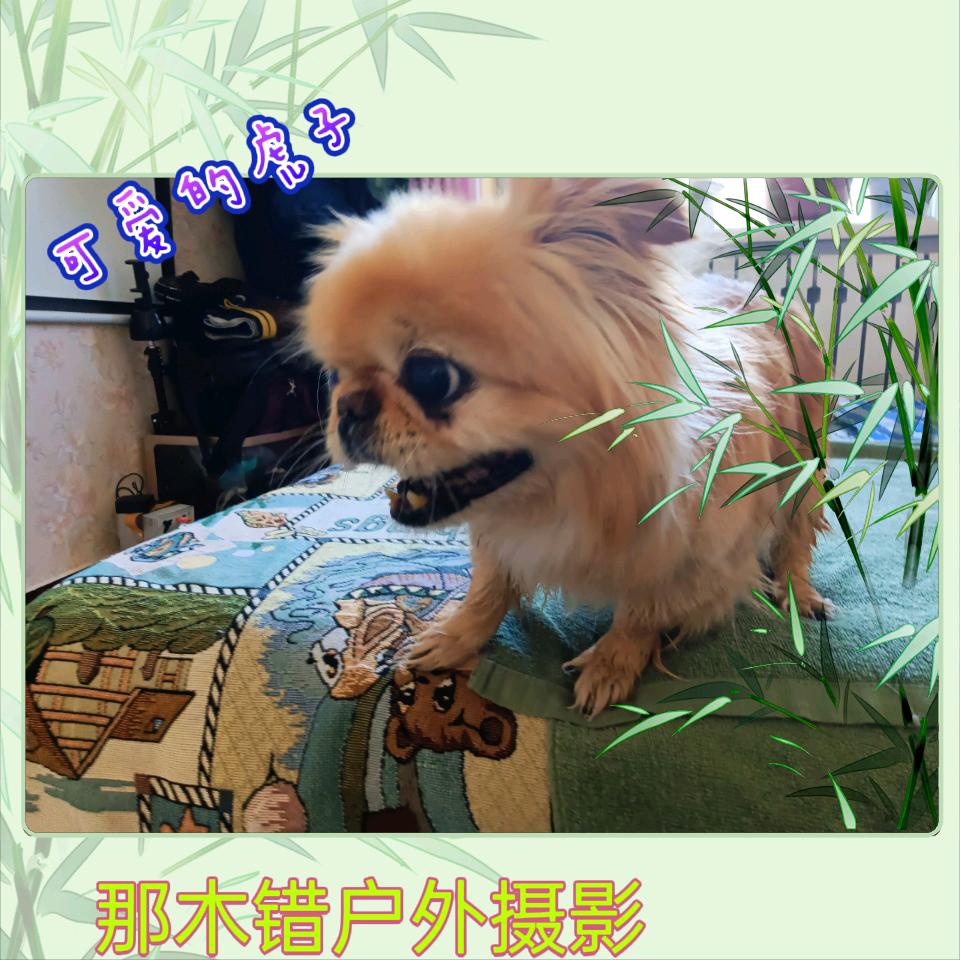 冰哥哥5252
