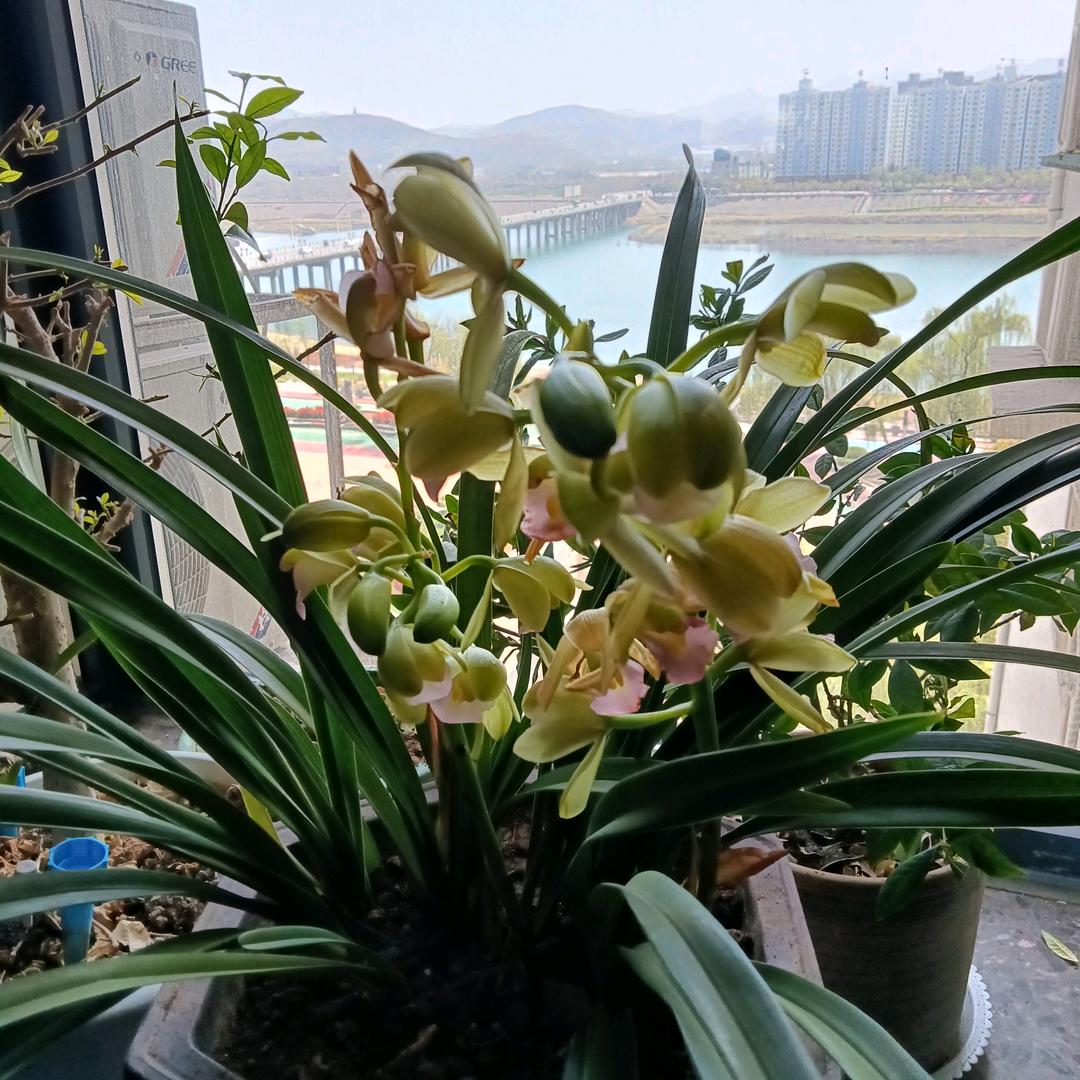 兰心蕙质
