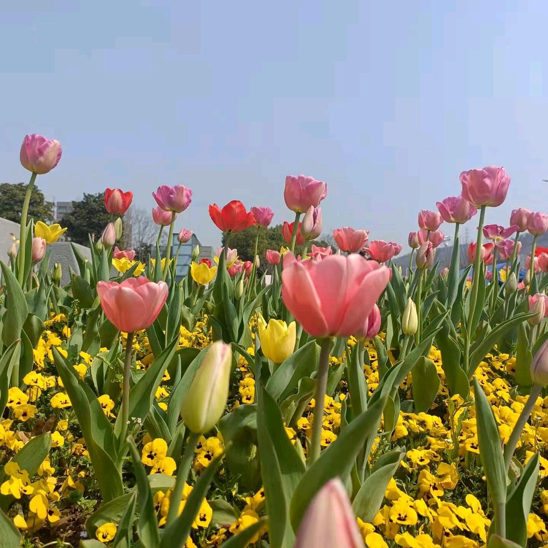 紫花情梦