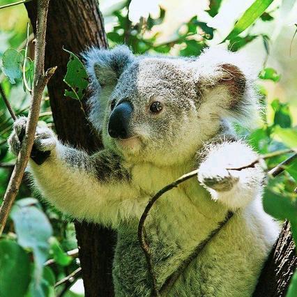 不吃香菜的硬汉