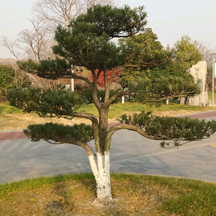 ☜总舵主☞