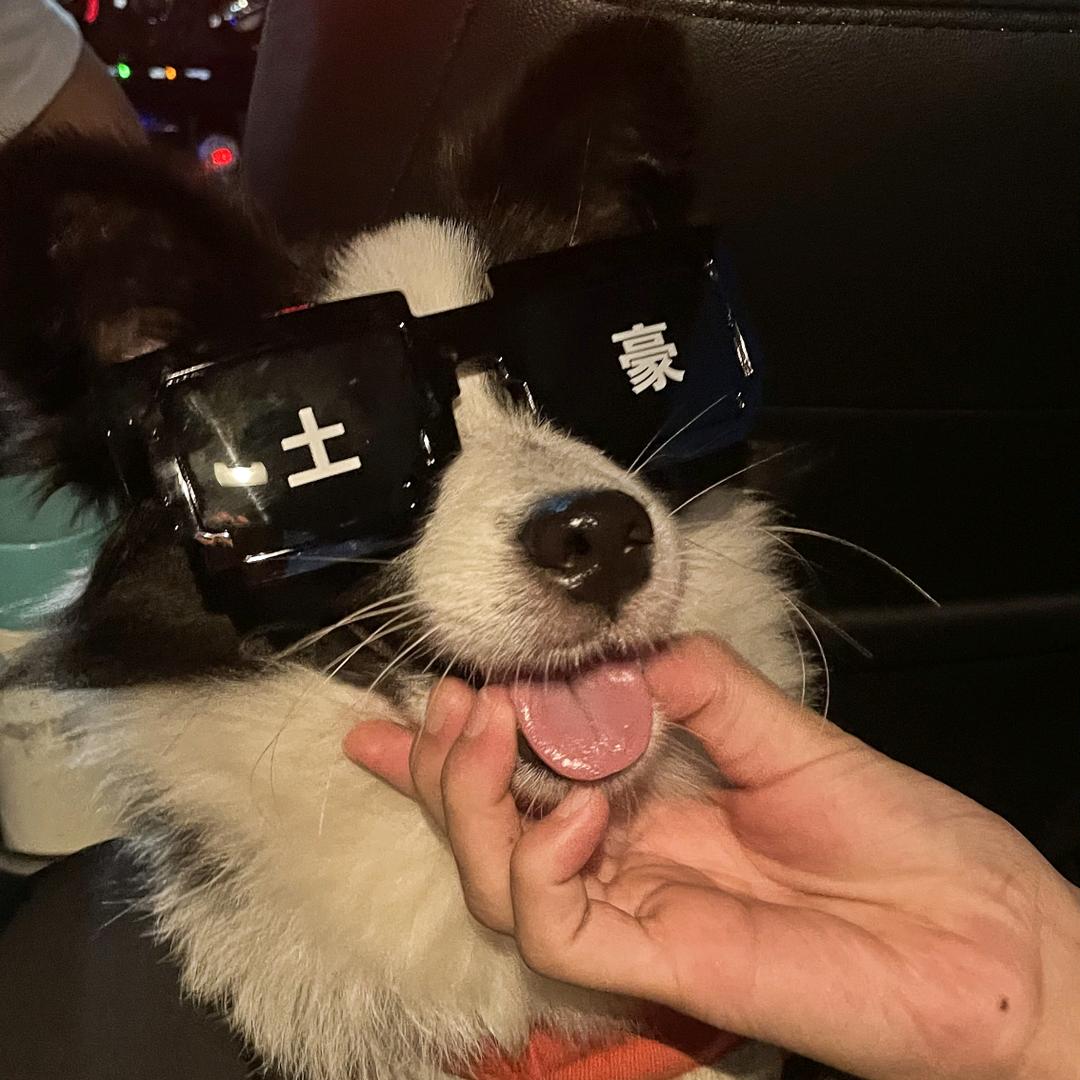 朵儿