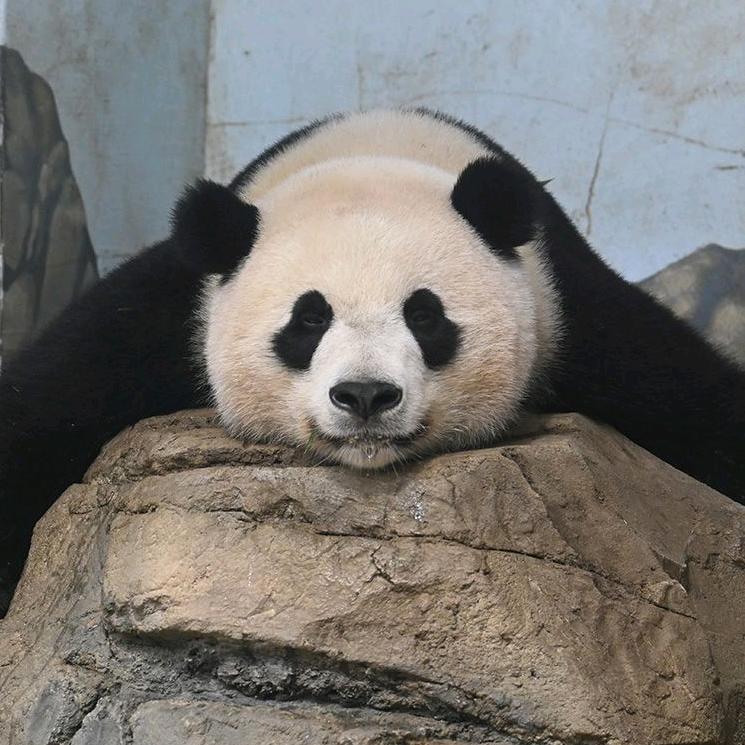 是明栗呀～