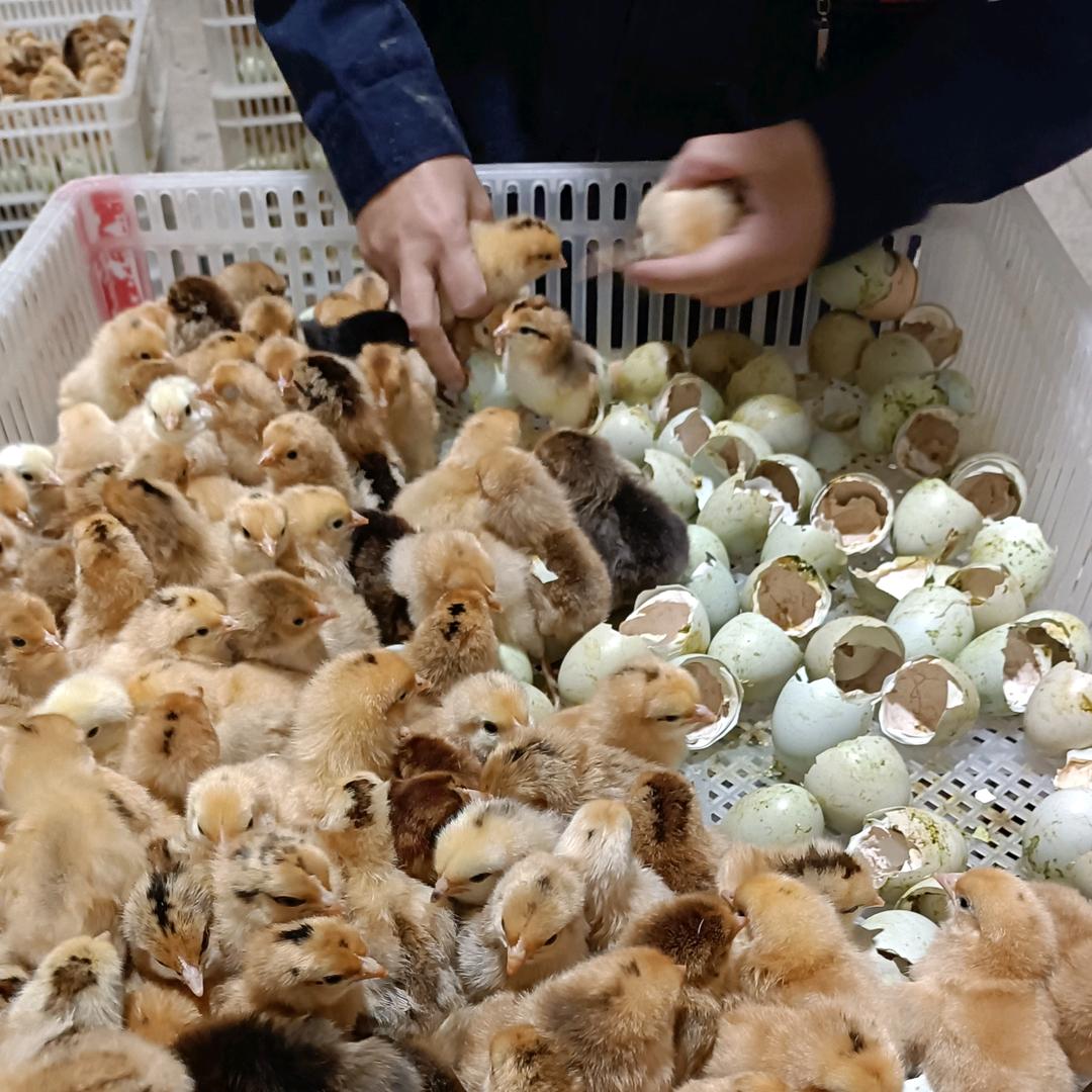 衡南新华孵化场