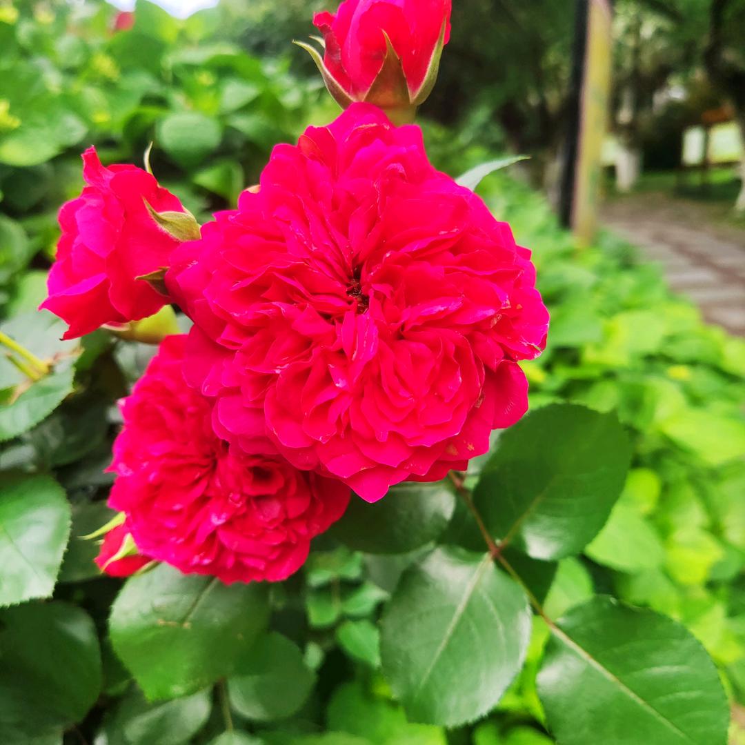 唐果甜蜜