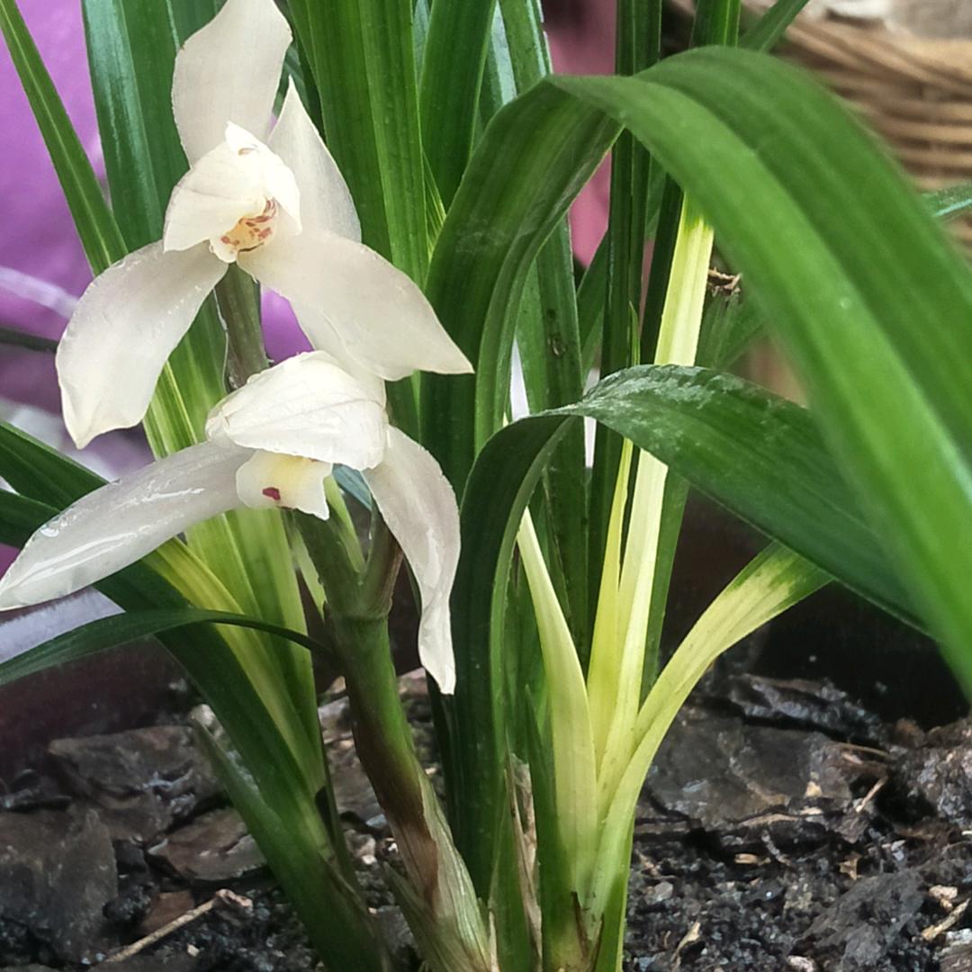 兰花种植