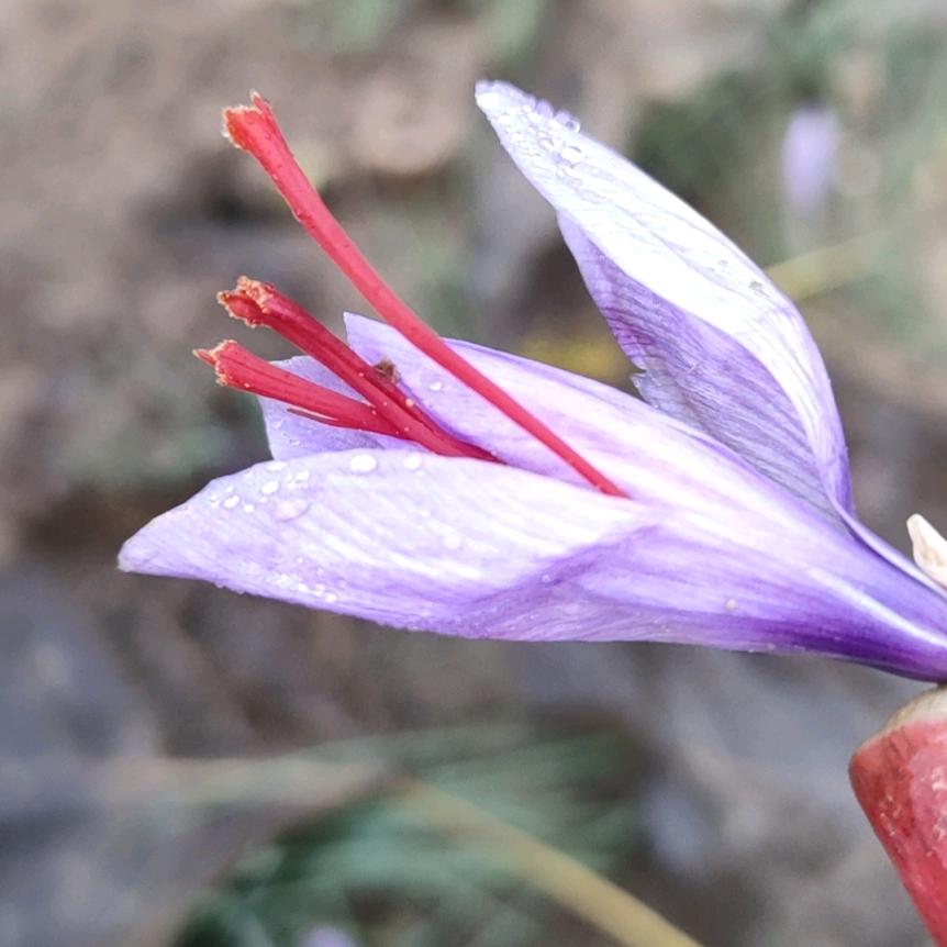 丰乐藏红花种植合作社