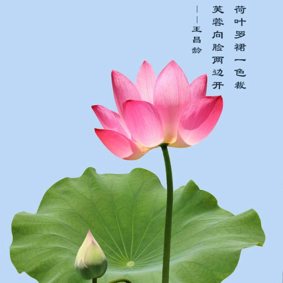 桃花红艳艳